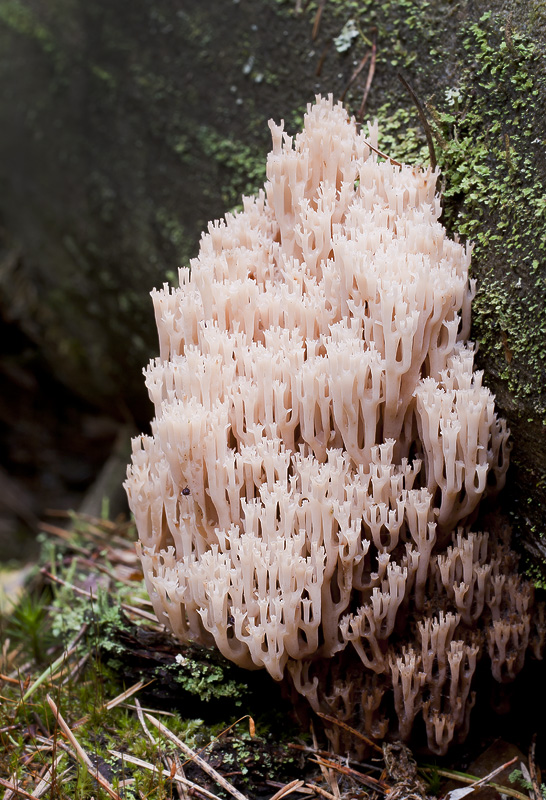 Artomyces pyxidatus